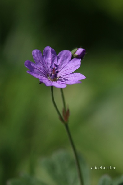 Pyrenäen-Storchschnabel (Geranium pyrenaicum)